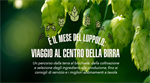 Settembre è il mese del luppolo: viaggio al centro della birra.